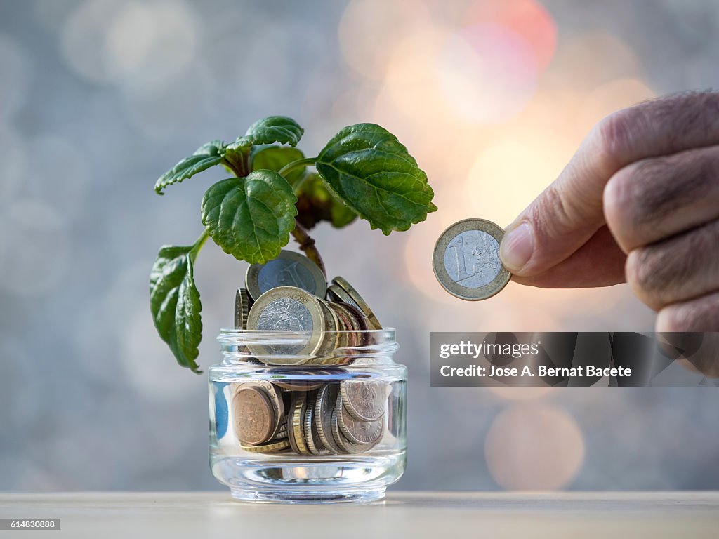 Fingers of a man with a currency of Euro, paying a plant that grows with coins of the euro-zone