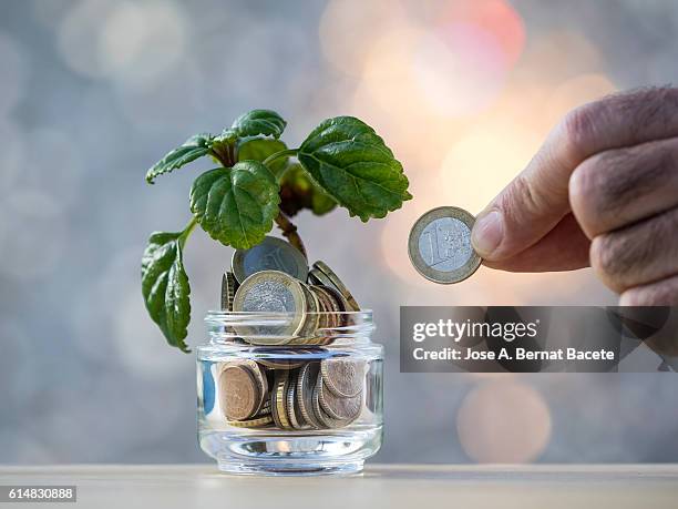 fingers of a man with a currency of euro, paying a plant that grows with coins of the euro-zone - investing for retirement imagens e fotografias de stock