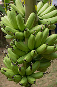 Banana exporters