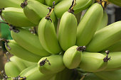 Banana exporters