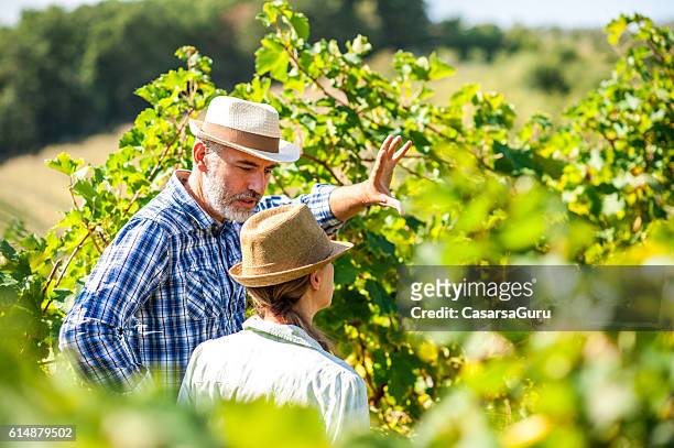 fazendeiro em um vinhedo tendo uma discussão - winemaking - fotografias e filmes do acervo
