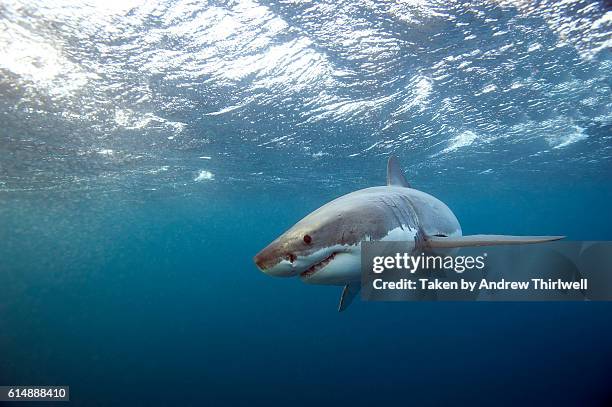 great white shark peering in - great white shark stock-fotos und bilder