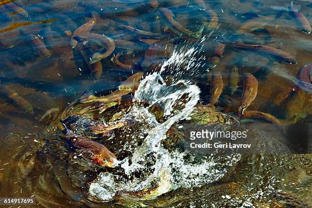 rainbow trout in a stream (kern river, california) - kernville stock pictures, royalty-free photos & images