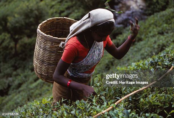 Tamil Tea-Picker, Near West Haputale, Sri Lanka, 20th century. Tea production is one of the main sources of trade for Sri Lanka. It employs, directly...