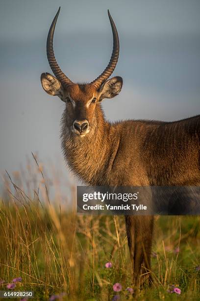 defassa waterbuck in murchison falls national park - gazelle stock pictures, royalty-free photos & images