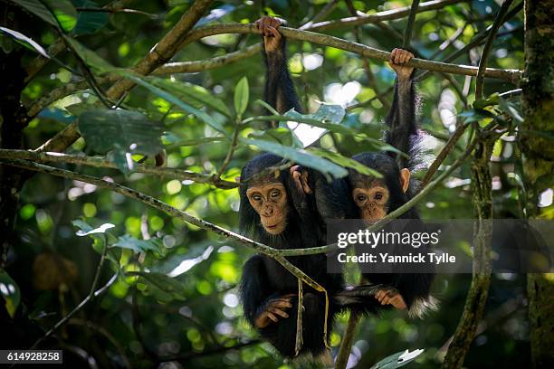 infant chimpanzees in kibale national park - chimpanzee stock pictures, royalty-free photos & images