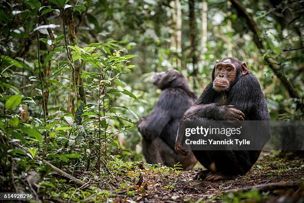 chimpanzees in kibale national park - chimpanzee stock-fotos und bilder