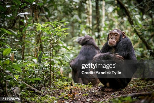 Chimpanzees in Kibale National Park