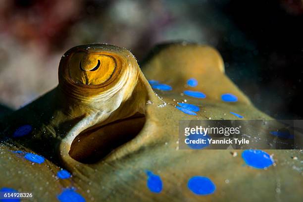 eyes of a bluespotted stingray in the indian ocean - taeniura lymma stock pictures, royalty-free photos & images