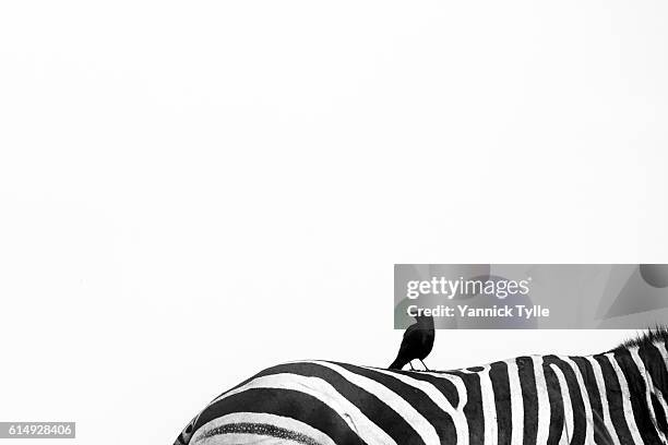 black bird on a zebra - estampado de cebra fotografías e imágenes de stock