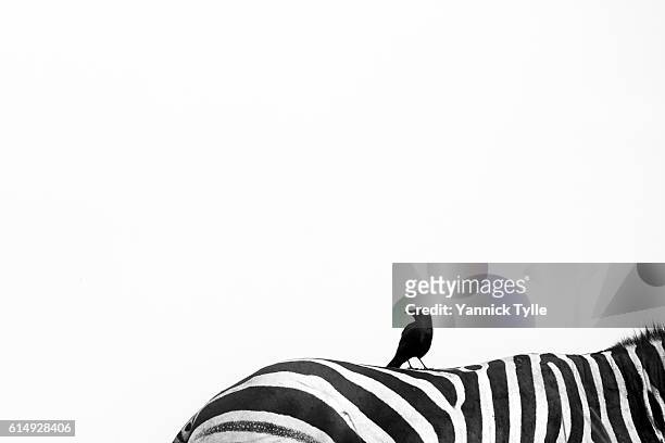 black bird on a zebra - zebratryck bildbanksfoton och bilder