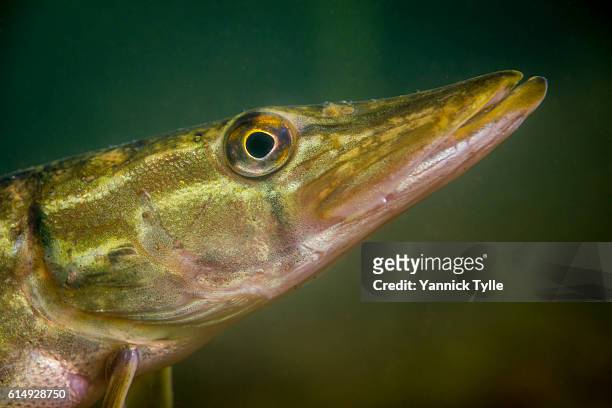 pike fish underwater in the straussee - northern pike ストックフォトと画像