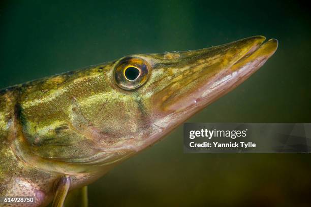 pike fish underwater in the straussee - northern pike stock pictures, royalty-free photos & images