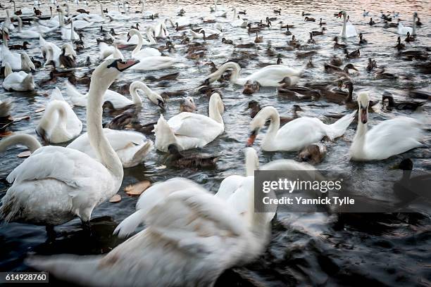 group of swans on vltava river in prague - swans eating stock pictures, royalty-free photos & images