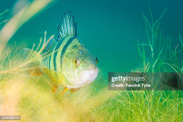 european perch underwater in schladitzer see - freshwater stock pictures, royalty-free photos & images