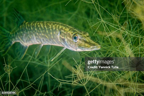 juvenile pike fish underwater in schladitzer see - pike fish stockfoto's en -beelden