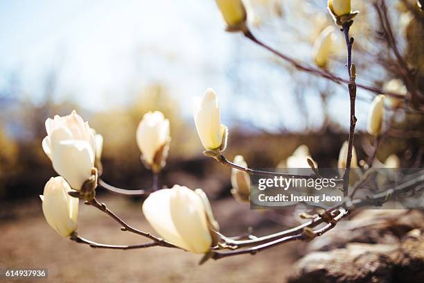 gurye sansuyu village - jeollanam do stock pictures, royalty-free photos & images