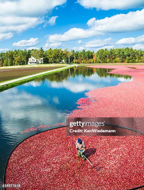 bog reflections - cranberry harvest stock-fotos und bilder