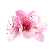Almond pink flowers isolated on white