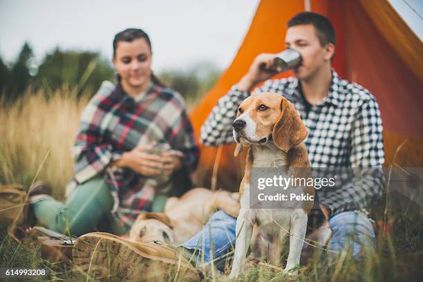 drinking tea to warm up and playing with dogs - beagle stockfoto's en -beelden