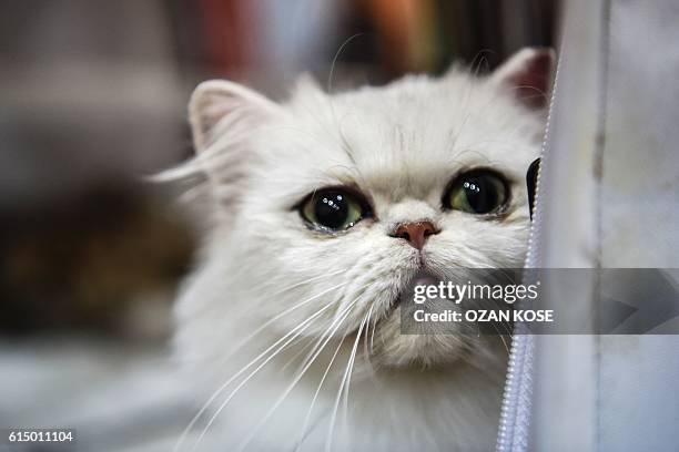 An exotic shorthair type cat is pictured during a world cats show contest organized by the World Cat Federation on October 16, 2016 in Istanbul. /...