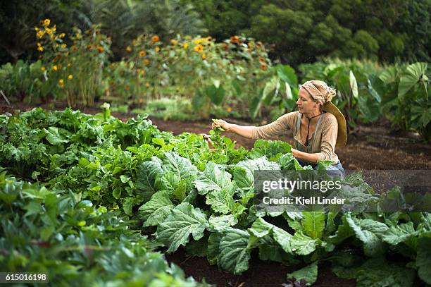 woman collecting vegetables in garden - harvesting seeds stock pictures, royalty-free photos & images