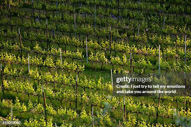 valgiano, lucca - tuscany, italy - tuscany villa stockfoto's en -beelden