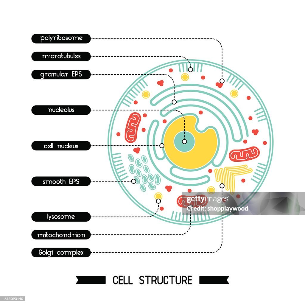 Cell Building Cell Structure 1 High-Res Vector Graphic - Getty Images