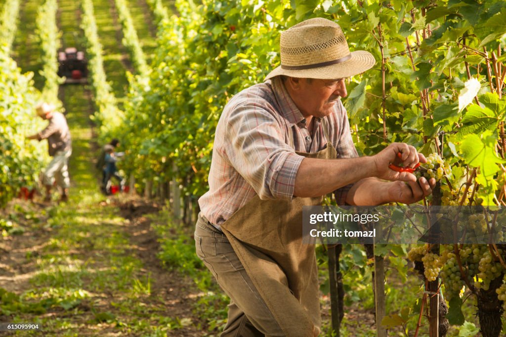 Vineyard harvest