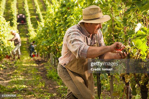 vineyard harvest - vintner stock pictures, royalty-free photos & images