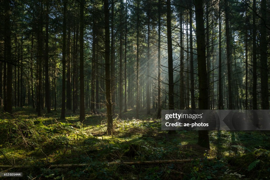 Sonnenstrahlen im dunklen und nebligen Herbstwald