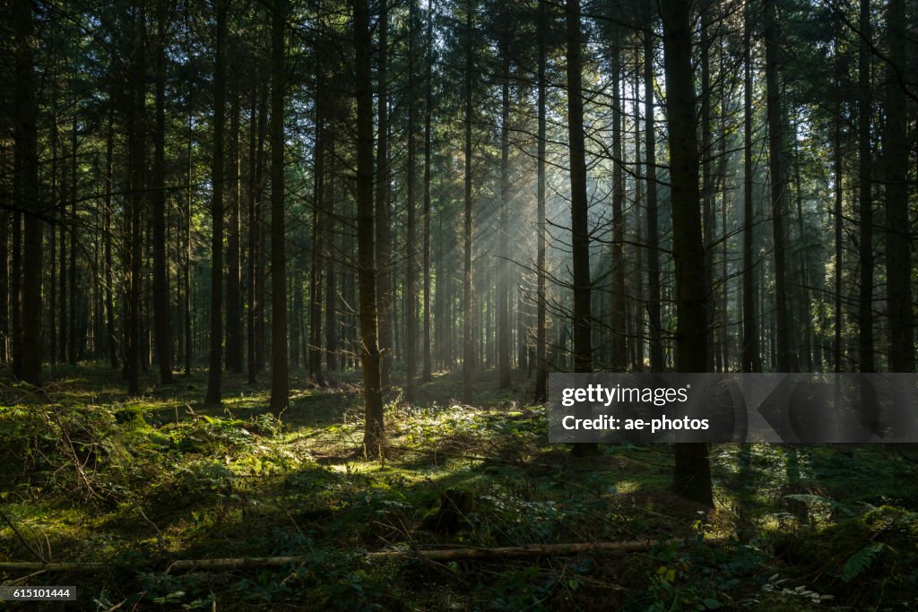 Rayos de sol en el bosque de otoño oscuro y brumoso