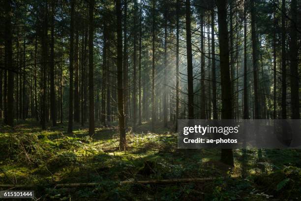 sunbeams in dark and foggy autumn forest - forest imagens e fotografias de stock