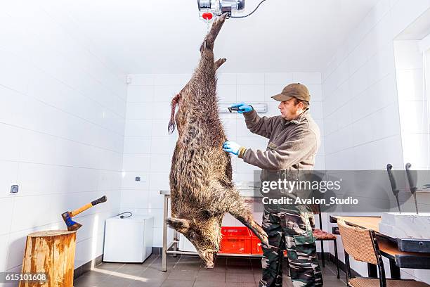 hunter butcher skinned wild boar - slaughterhouse stock pictures, royalty-free photos & images