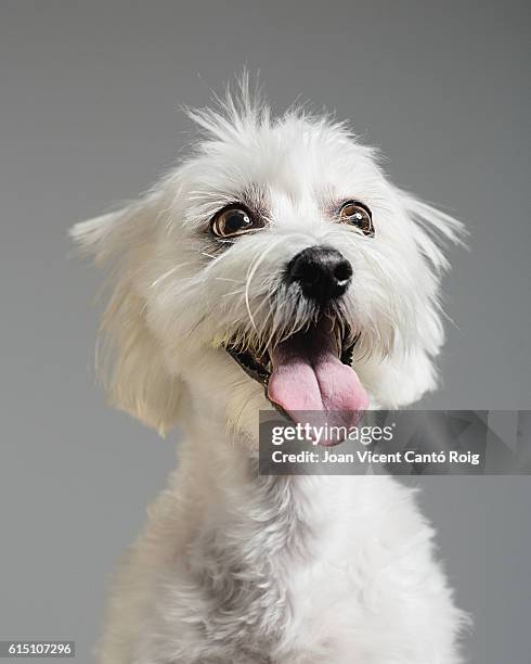 portrait de chien bichon maltais - little white dog photos et images de collection
