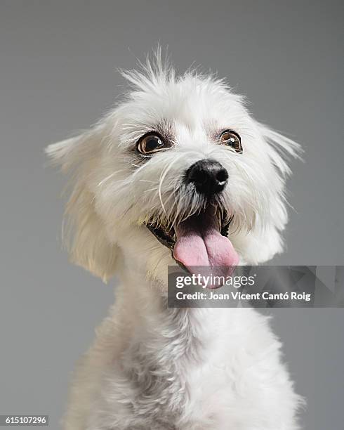 maltese bichon dog portrait - hairy stockfoto's en -beelden