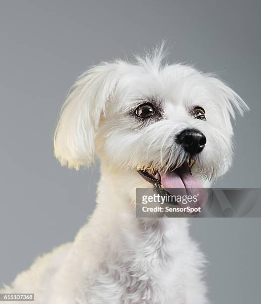 7,225 Maltese Dog Photos and Premium High Res Pictures - Getty Images