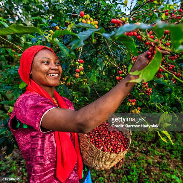 young african woman collecting coffee cherries, east africa - coffee plantations stockfoto's en -beelden