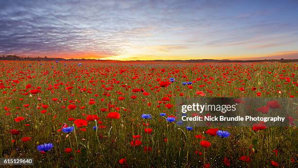 flower power - oriental poppy stockfoto's en -beelden