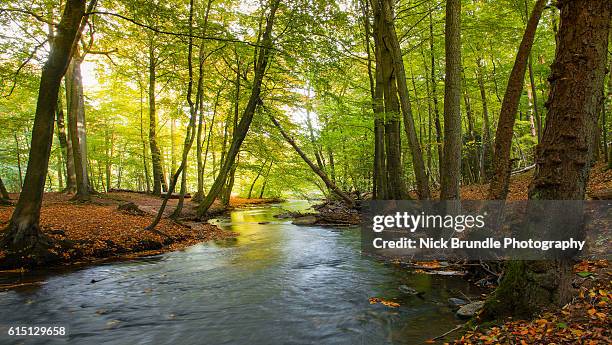 down by the lazy river - forest river foto e immagini stock