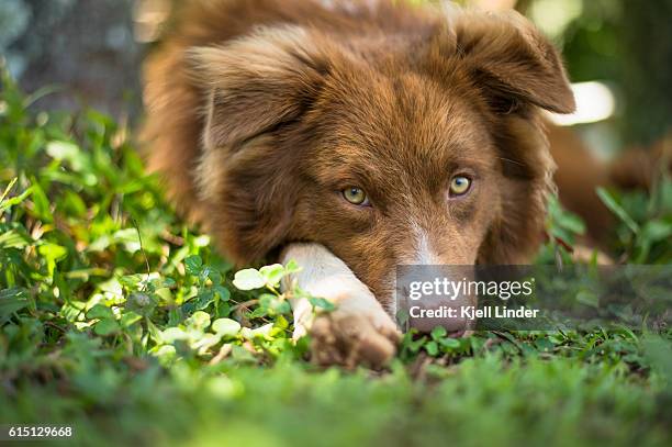 sheep dog resting chin on ground - olhos-verdes imagens e fotografias de stock