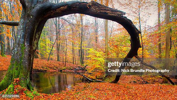 round the bend - bachlauf stock-fotos und bilder