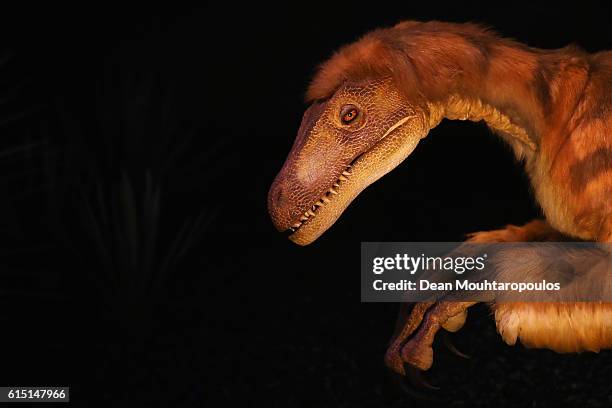 Display of the Deinonychus antirrhopus, a genus of carnivorous dromaeosaurid coelurosaurian dinosaurs and the Tenontosaurus, a genus of ornithopod...
