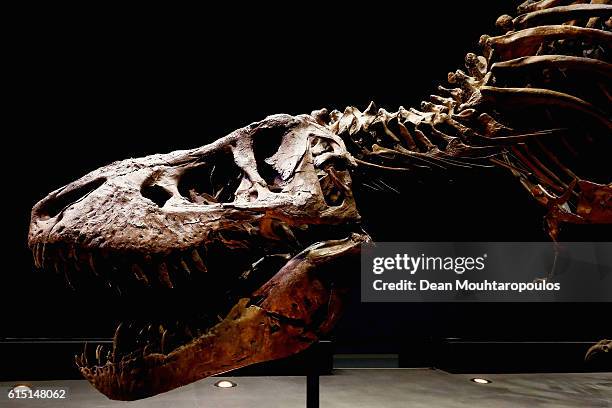 General view the skull, jaw and teeth of Trix the female T-Rex exhibition at the Naturalis or Natural History Museum of Leiden on October 17, 2016 in...