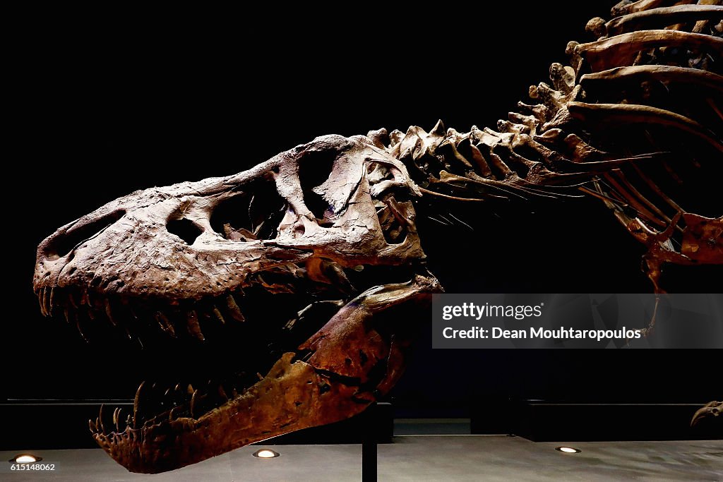 T rex named Trix at Naturalis Museum of Leiden