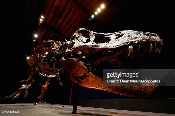 General view the skull, jaw and teeth of Trix the female T-Rex exhibition at the Naturalis or Natural History Museum of Leiden on October 17, 2016 in...