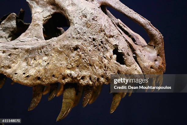 General view the skull, jaw and teeth of Trix the female T-Rex exhibition at the Naturalis or Natural History Museum of Leiden on October 17, 2016 in...