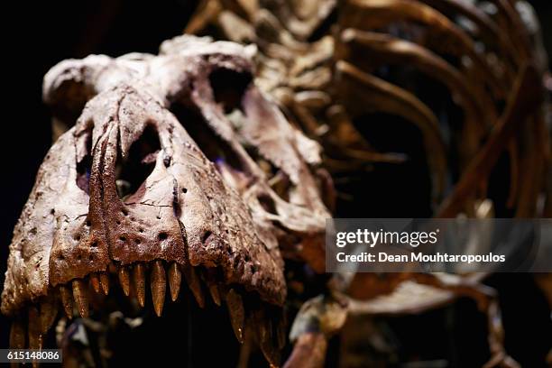 General view the skull, jaw and teeth of Trix the female T-Rex exhibition at the Naturalis or Natural History Museum of Leiden on October 17, 2016 in...