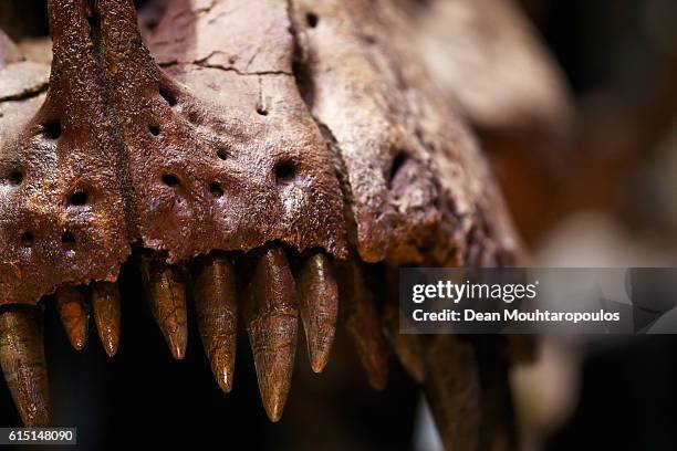 General view the skull, jaw and teeth of Trix the female T-Rex exhibition at the Naturalis or Natural History Museum of Leiden on October 17, 2016 in...