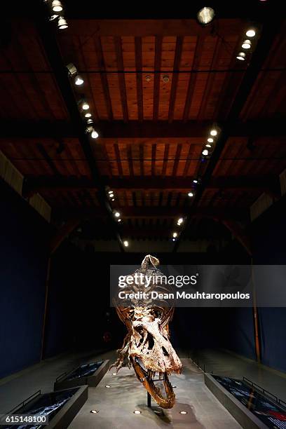 General view of the skull, jaw, rib cage and teeth of Trix the female T-Rex exhibition at the Naturalis or Natural History Museum of Leiden on...